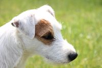 Parson Russell Terrier in der seitlichen Nahaufname.jpg