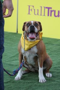 Braun Weisse Deutsche Boxer Huendin im Ausstellungsring.jpg