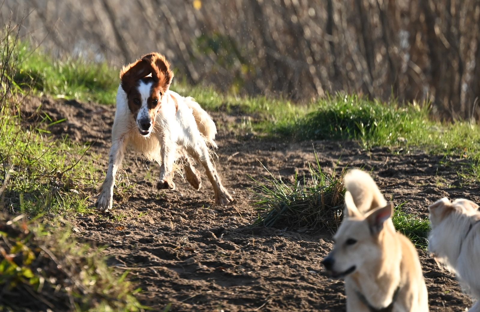 Ein rot-weißer Jagdhund der Rasse Irish Red and White Setter läuft in den Dünen auf zwei beigefarbene Hunde im Vordergrund zu