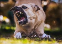 Ein hellbrauner Hund in Vorderkoerpertiefstellung mit offenem Maul ist aggressiv.jpg