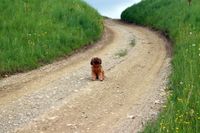 Ein brauner Hund sitzt auf dem Schotterweg und schaut in Richtung Betrachter.jpg