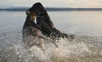 Zwei Hunde toben im Wasser am See.jpg