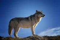 Wolf seitlich aufgenommen vor dem blauen Himmelpanorama.jpg