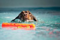 Hund schwimmt bei der Wasserarbeit im Hundesport auf einen Dummy zu.jpg
