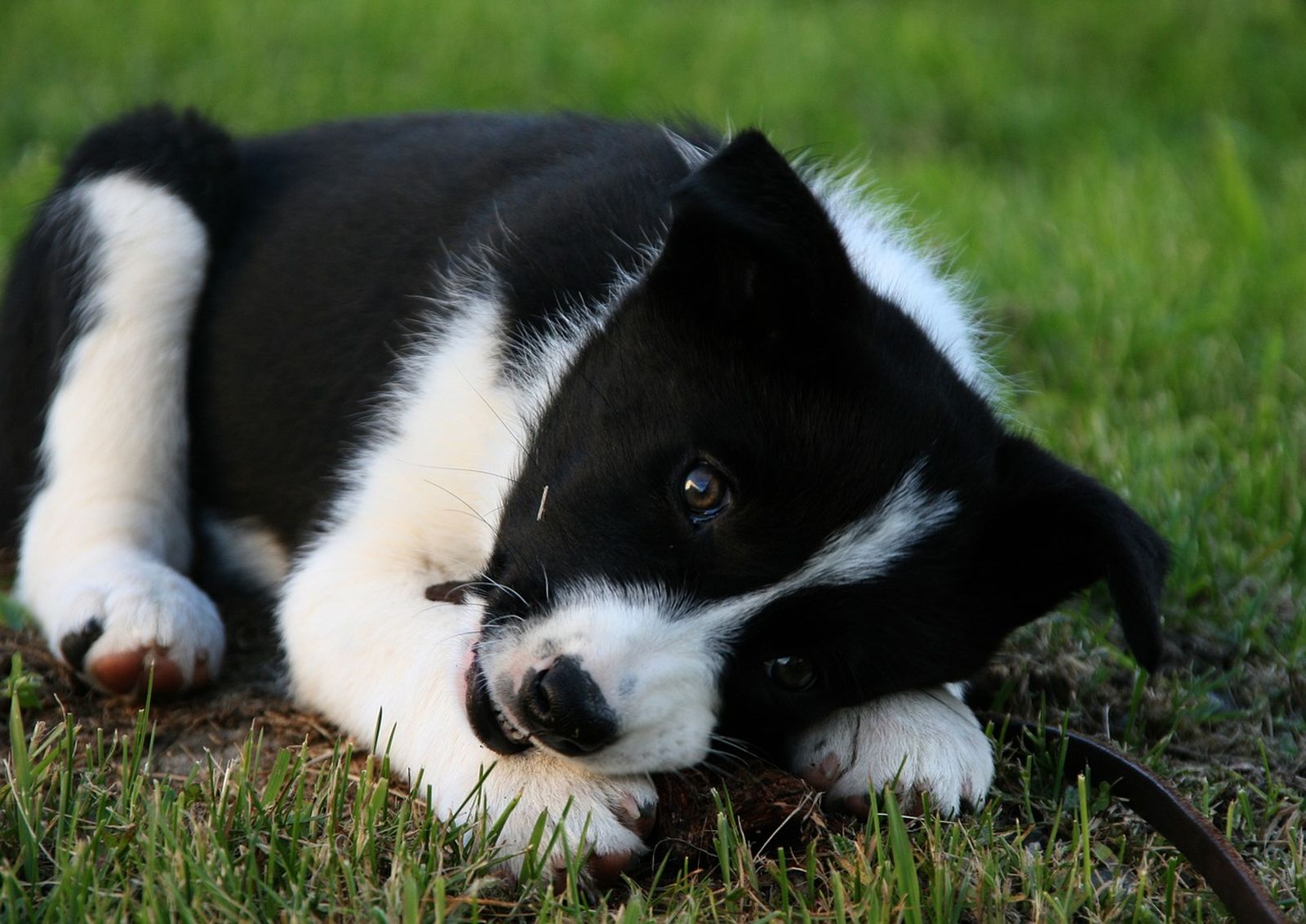 Ein schwarz-weißer Hundewelpe liegt auf der Wiese und knabbert an der braunen Lederleine