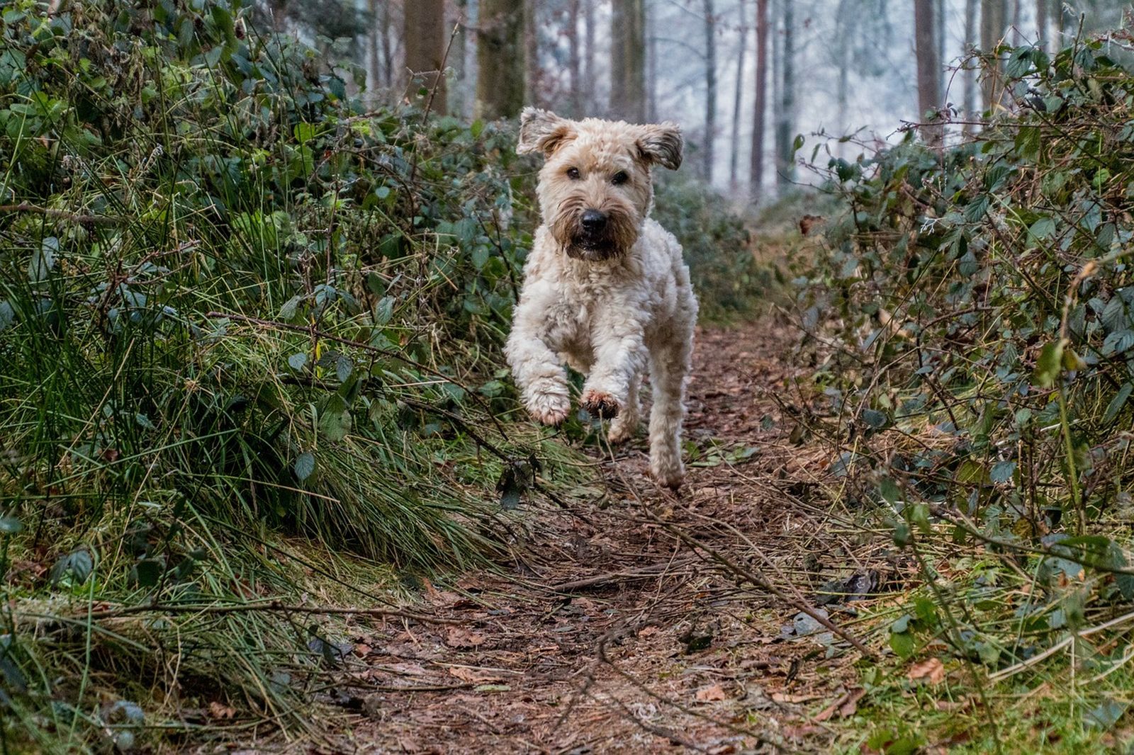 Ein ssandfarbener Terrier läuft im Wald auf einem kleinen Pfad in Richtung Betrachter