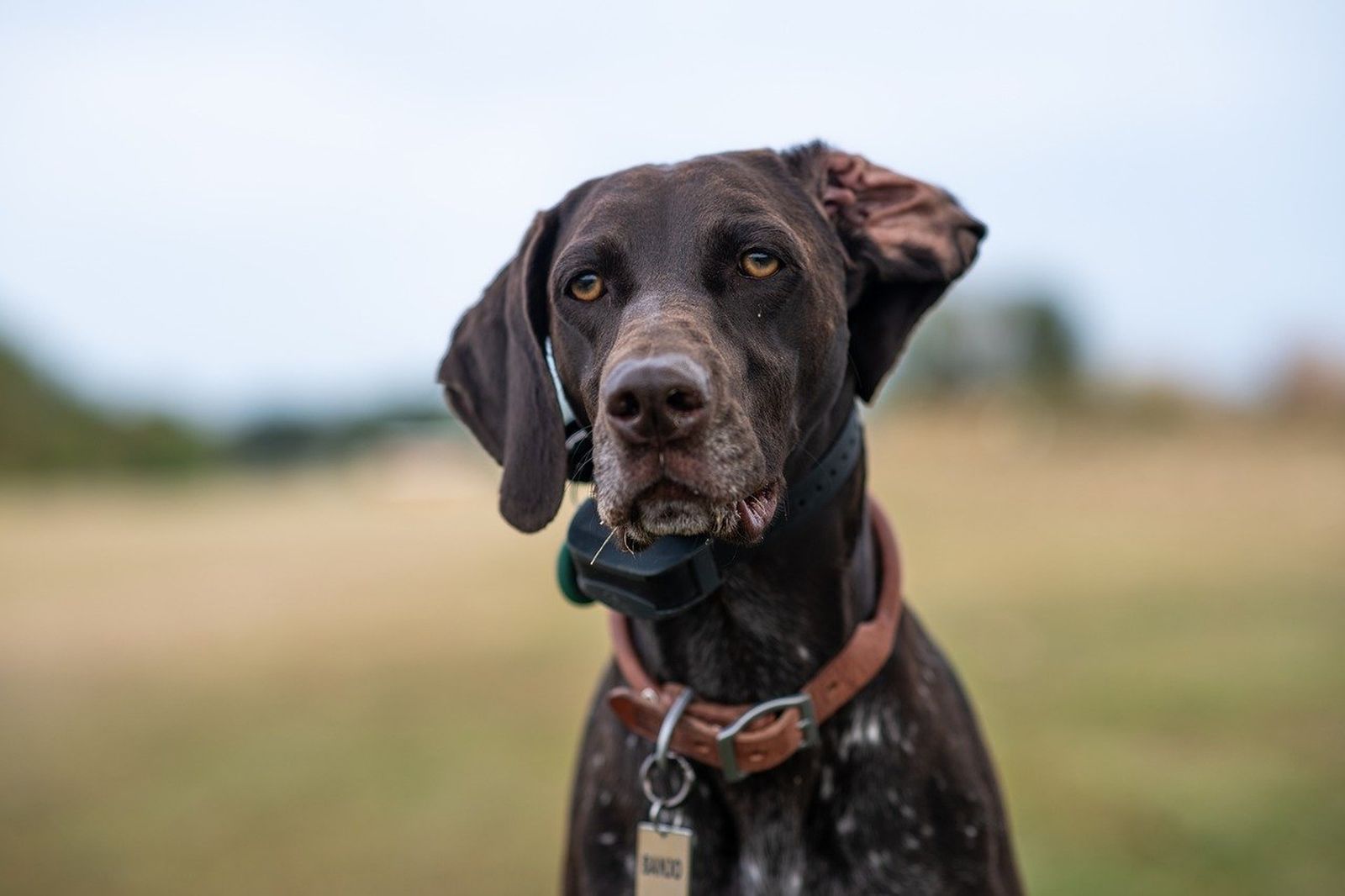 Ein schwarz-weiß gepunkteter Jagdhund mit umgeknicktem Ohr sitzt mit einem Halsband und GPS-Tracker frontal zum Betrachter und schaut diesen aufmerksam an