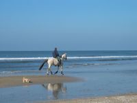 Ein Reiter auf einem weissen Pferd spaziert mit Hund am Strand.jpg