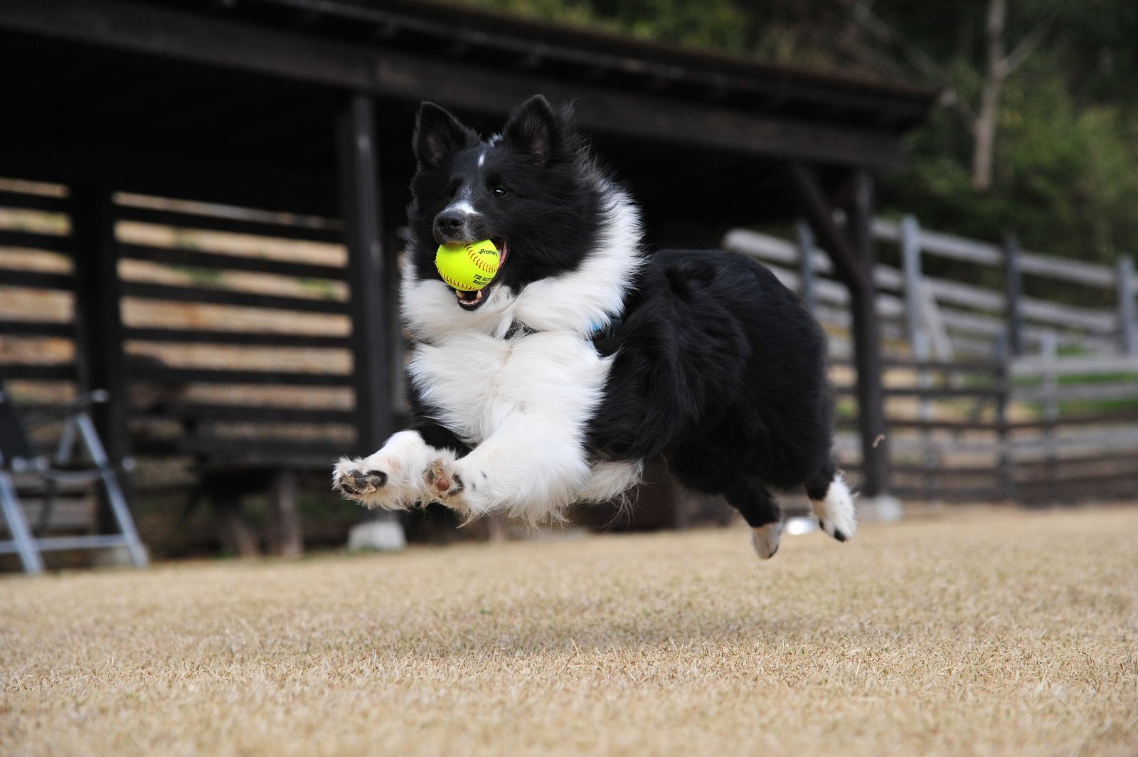 Ein schwarz-weißer Hund der Rasse Border Collie läuft in hohem Tempo mit einem gelben Ball im Maul über eine grau-grüne kurzgeschnittene Wiese entlang eines hohen Holzverschlags.