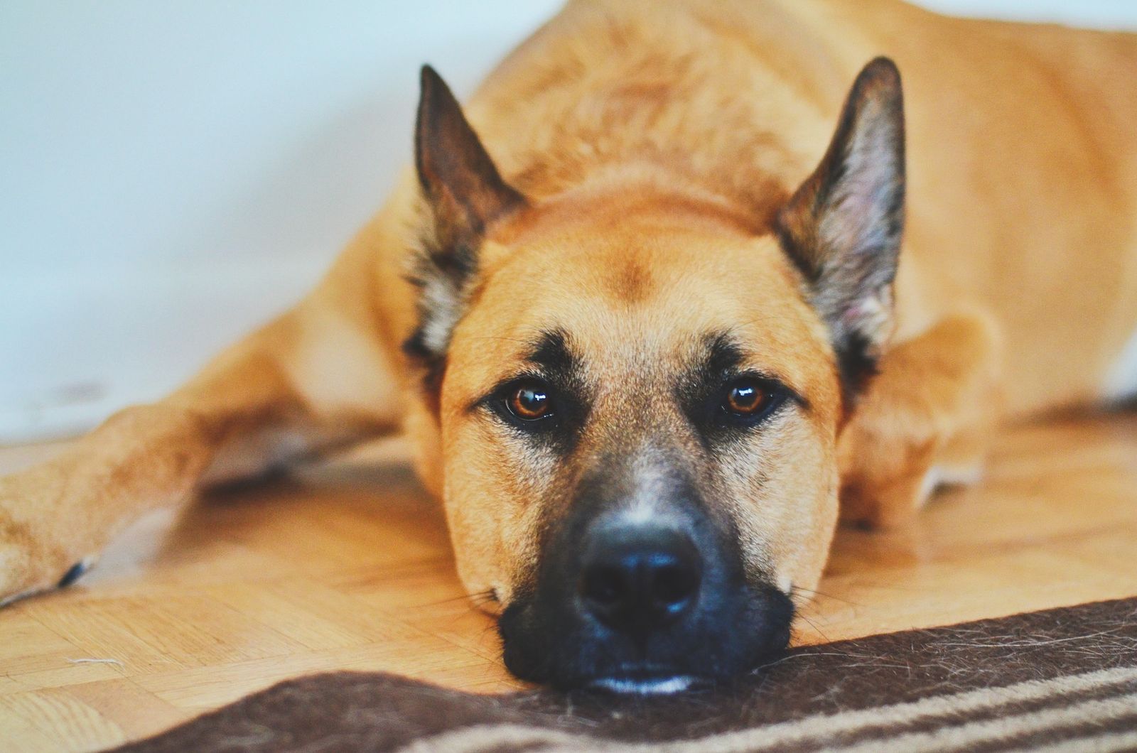 Ein hellbrauner Hund mit schwarzer Schnauze liegt abgeschlagen mit dem Kopf auf dem Boden und schaut in Nahaufnahme direkt den Betrachter an.