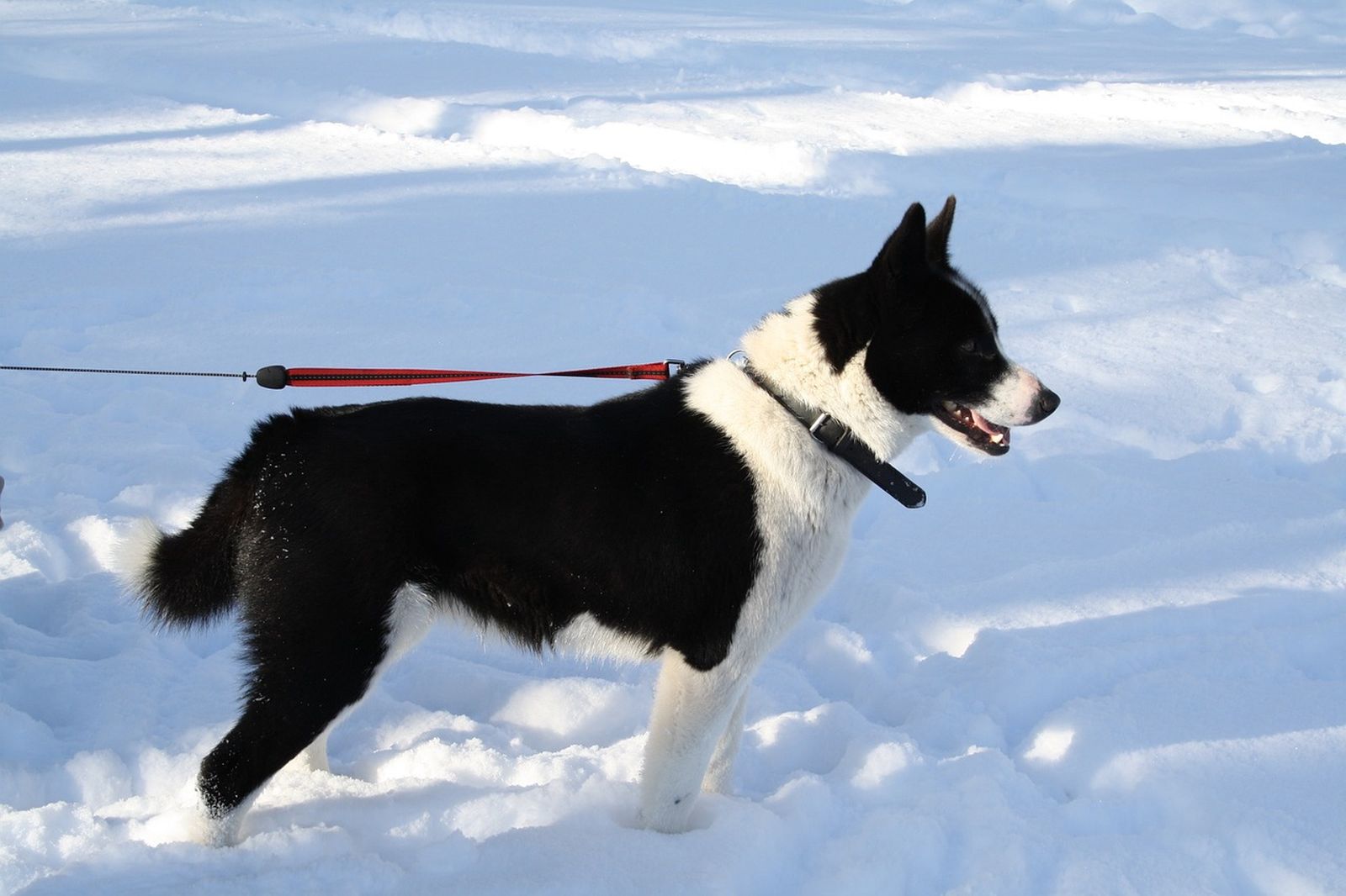 Ein schwarz-weißer Hund der Rasse Karelischer Bärenhund steht angeleint seitlich zum Betrachter im Schnee und schaut nach rechts in die Ferne