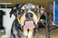Eine Catahoula Bulldog in Nahaufnahme mit herausgestreckter Zunge.jpg