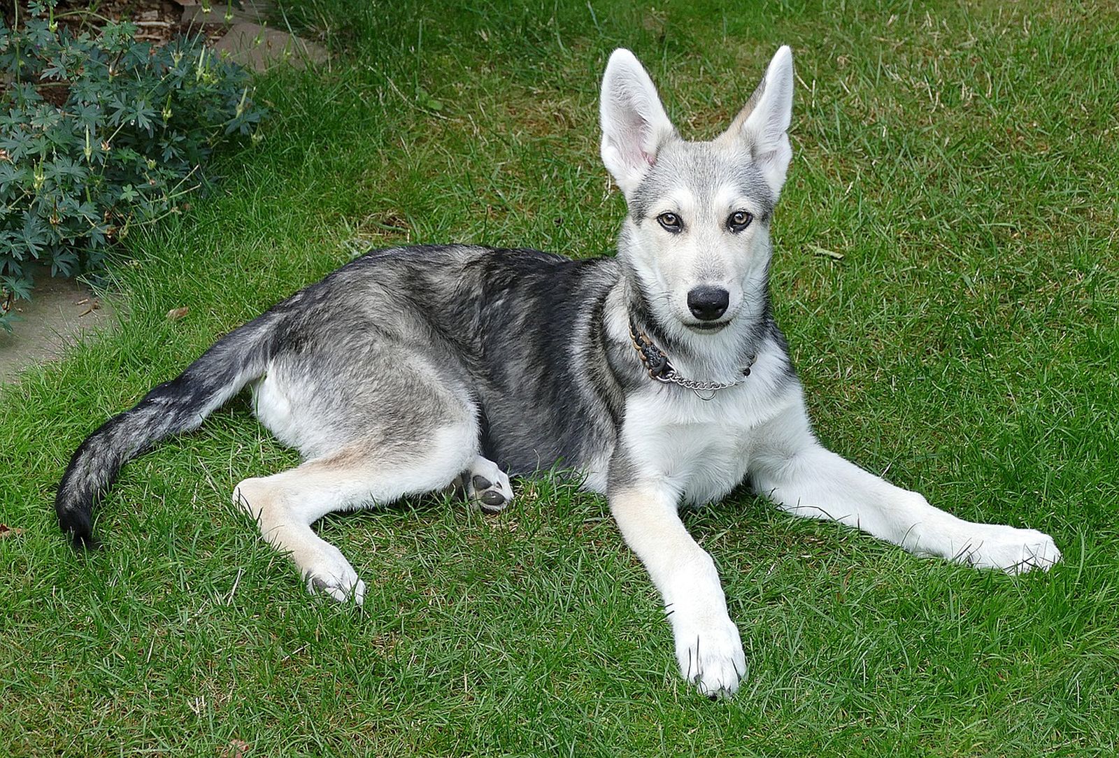Ein junger grau-weißer Saarlooswolfhund mit Halsband liegt auf der Wiese im Garten und schaut den Betrachter an