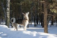 Westsibirische Laika steht im Schnee und schaut an einem Baum hoch.jpg