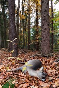 Totes Reht im Wald auf dem Boden.jpg