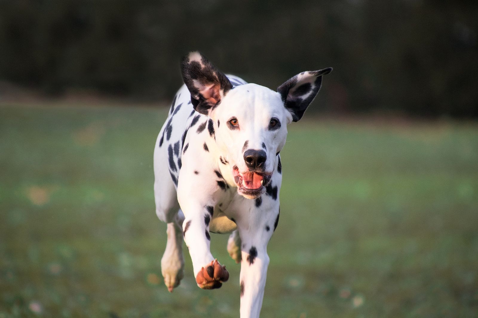 Ein junger Hund der Rasse Dalmatiner läuft mit wehenden Ohren über eine Wiese auf den Betrachter zu.