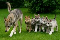 Ein erwachsener Tamaskan Hund mit fünf Tamaskan Welpen auf einer grünen Wiese.JPG