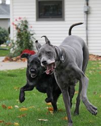 Dogge und Labrador laufen nebeneinander auf der Wiese.jpg