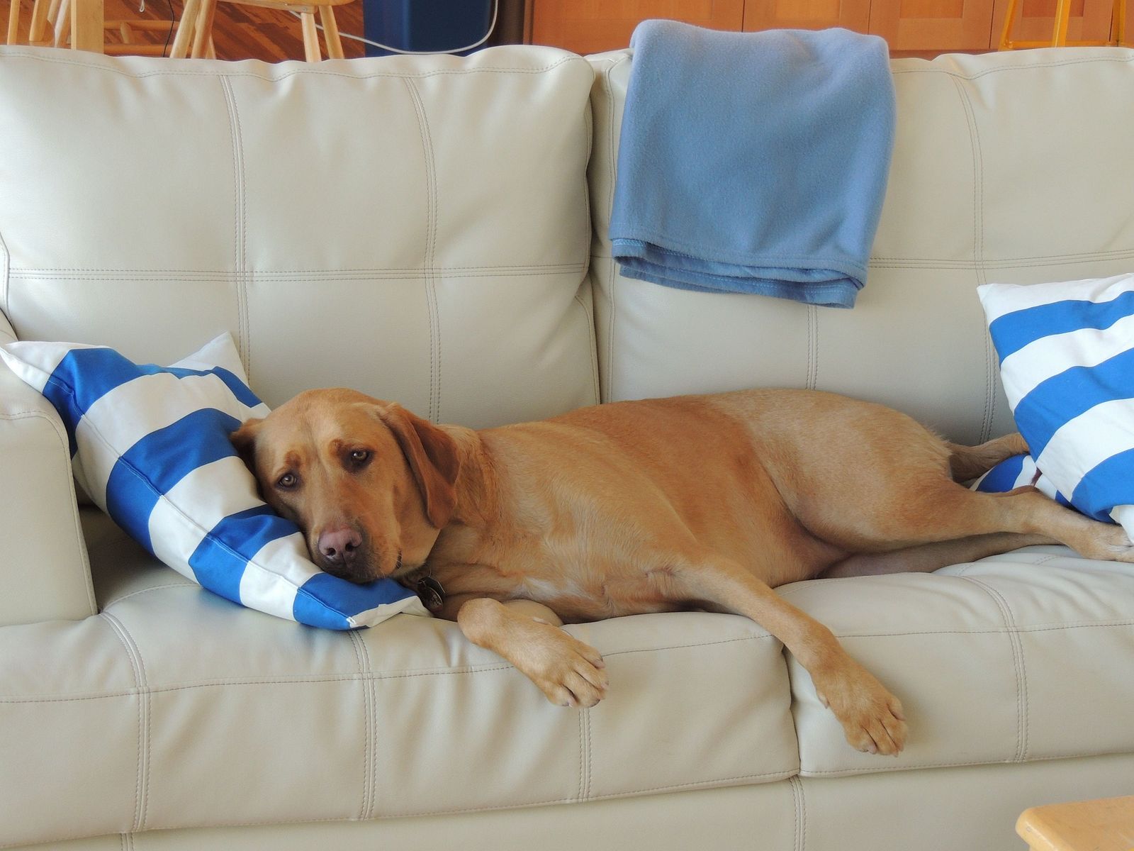 Ein hellbrauner Hund der Rasse Labrador Retriever liegt seitlich auf einem hellbeigen Sofa mit blau weißen Kissen und schaut müde den Betrachter an
