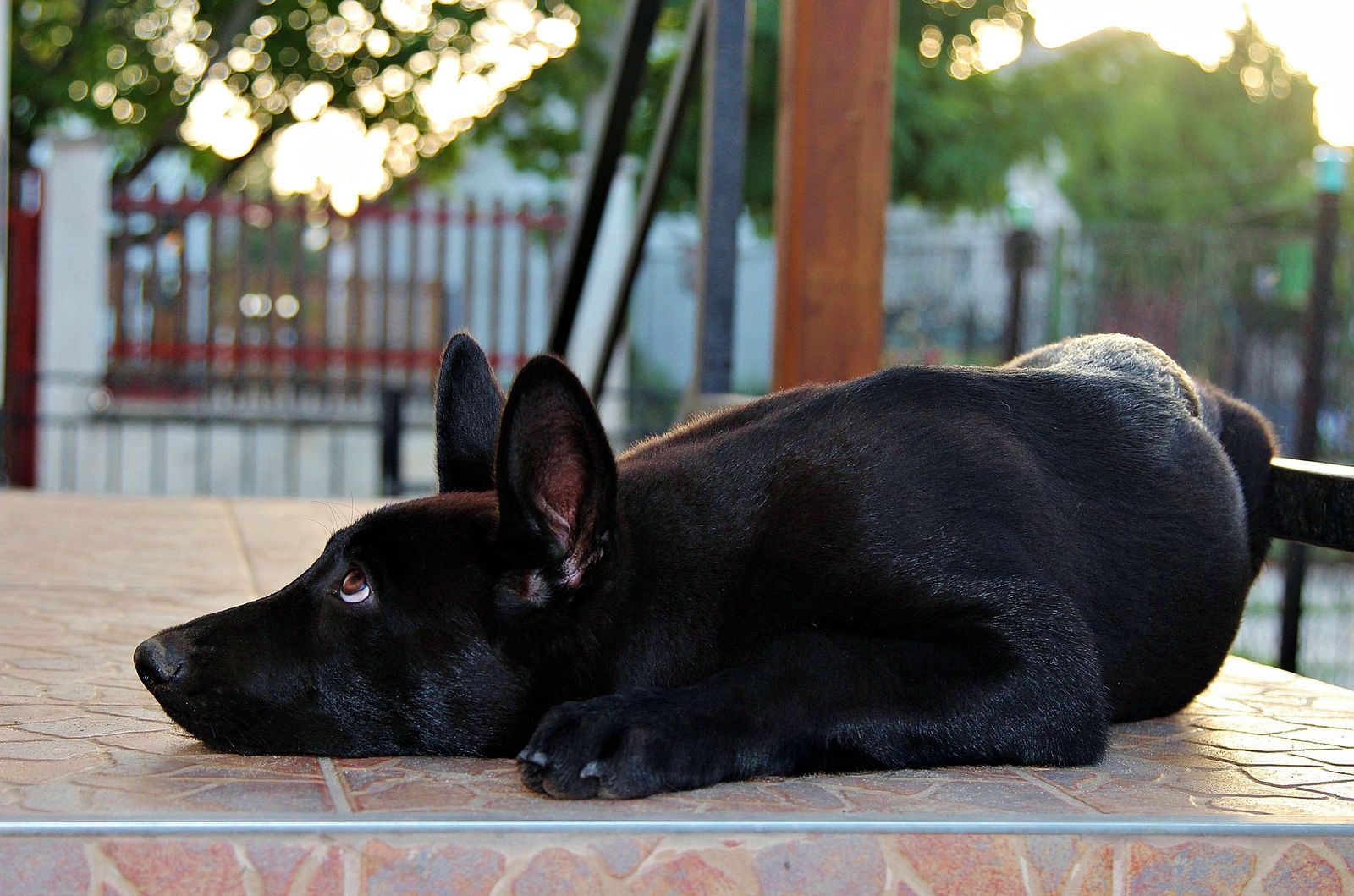 Ein schwarzer Schäferhund liegt auf der Terrasse mit dem Kopf auf dem Boden und schaut verängstigt nach oben