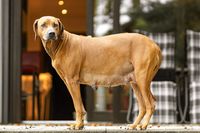 Rhodesian Ridgeback Muttertier mit geschwollenen Zitzen.jpg