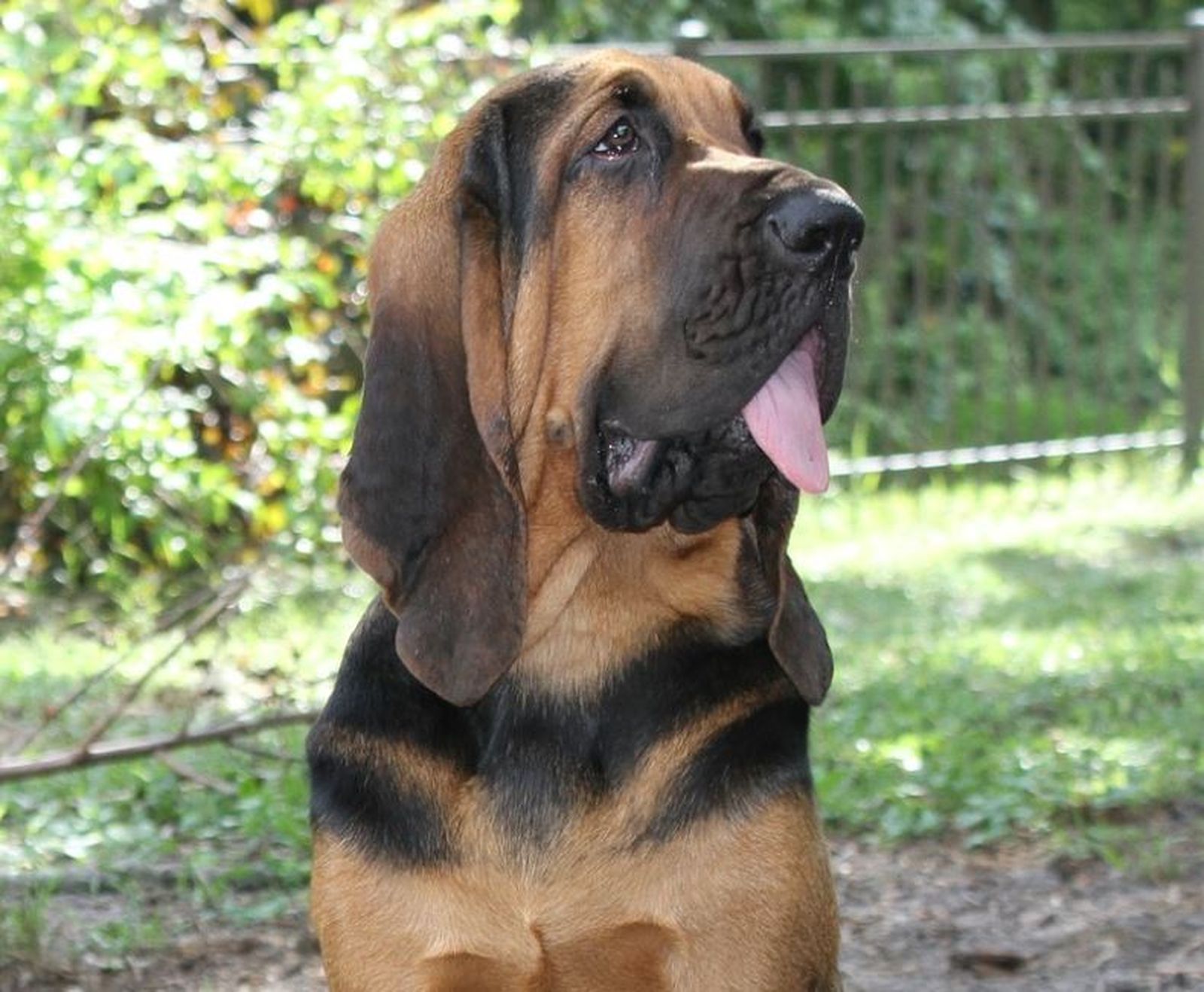 Ein schwarz-rotbrauner Jagdhund der Rasse Bloodhound sitzt im Profil im Großformat auf dem sandigen Boden und schaut aufmerksam mit heraushängender Zunge nach rechts