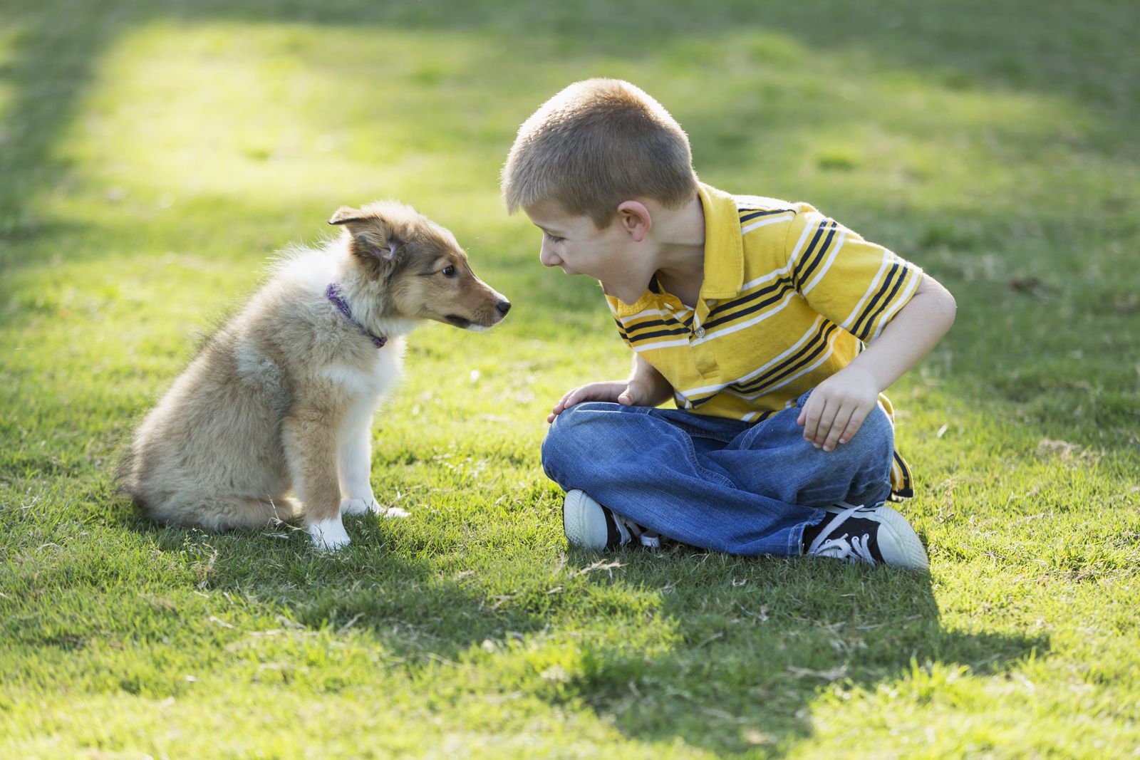 Ein Junge mit kurzen blonden Haaren, Jeans und gelben Poloshirt sitzt im Schneidersitz auf der Wiese und schreit einen jungen Hund der Rasse Collie an