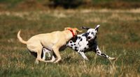 Beiger Labrador Retriever und Dalmatiner spielen auf Wiese.jpg