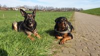 Ein Deutscher Schaeferhund und Rottweiler liegen auf der Wiese neben einem Gehweg.jpg