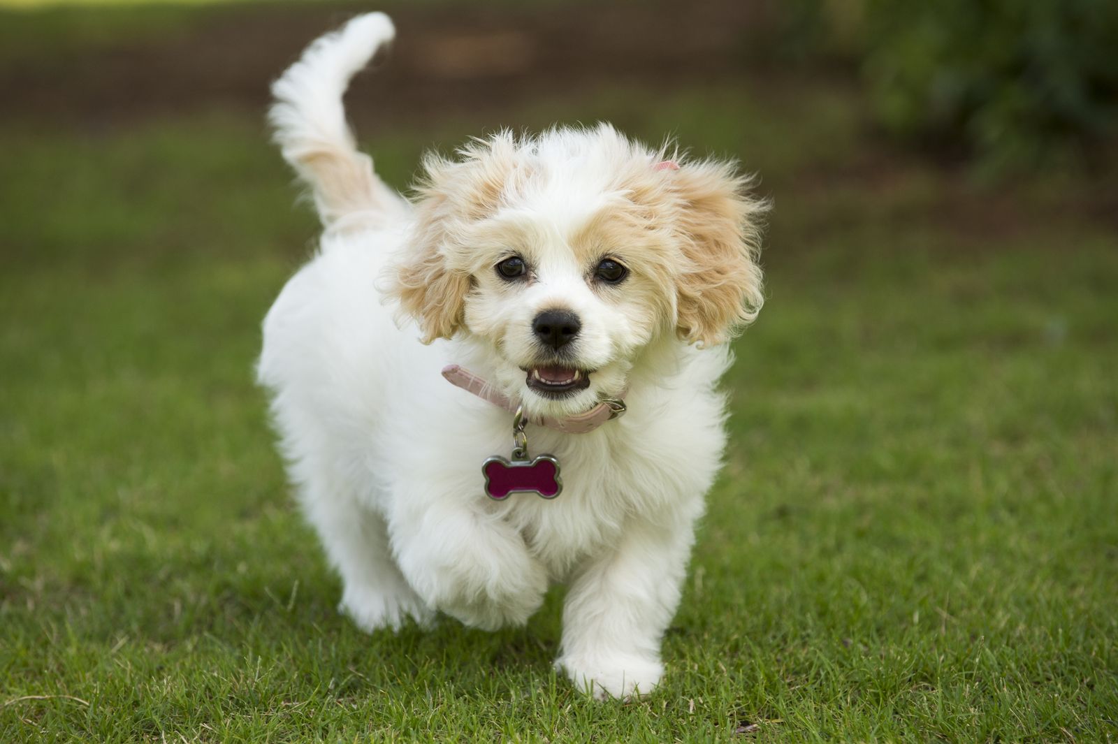 Ein kleiner weiß-goldfarbener Hund der Hybridhunderasse Cavachon mit Halsband und knochenförmigen Anhänger läuft fröhlich über die Wiese auf den Betrachter zu.