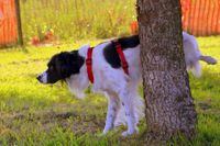 Schwarz weisser Hund mit rotem Halsband hebt am Baum das Bein und markiert.jpg