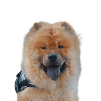 Chow-Chow 1.png