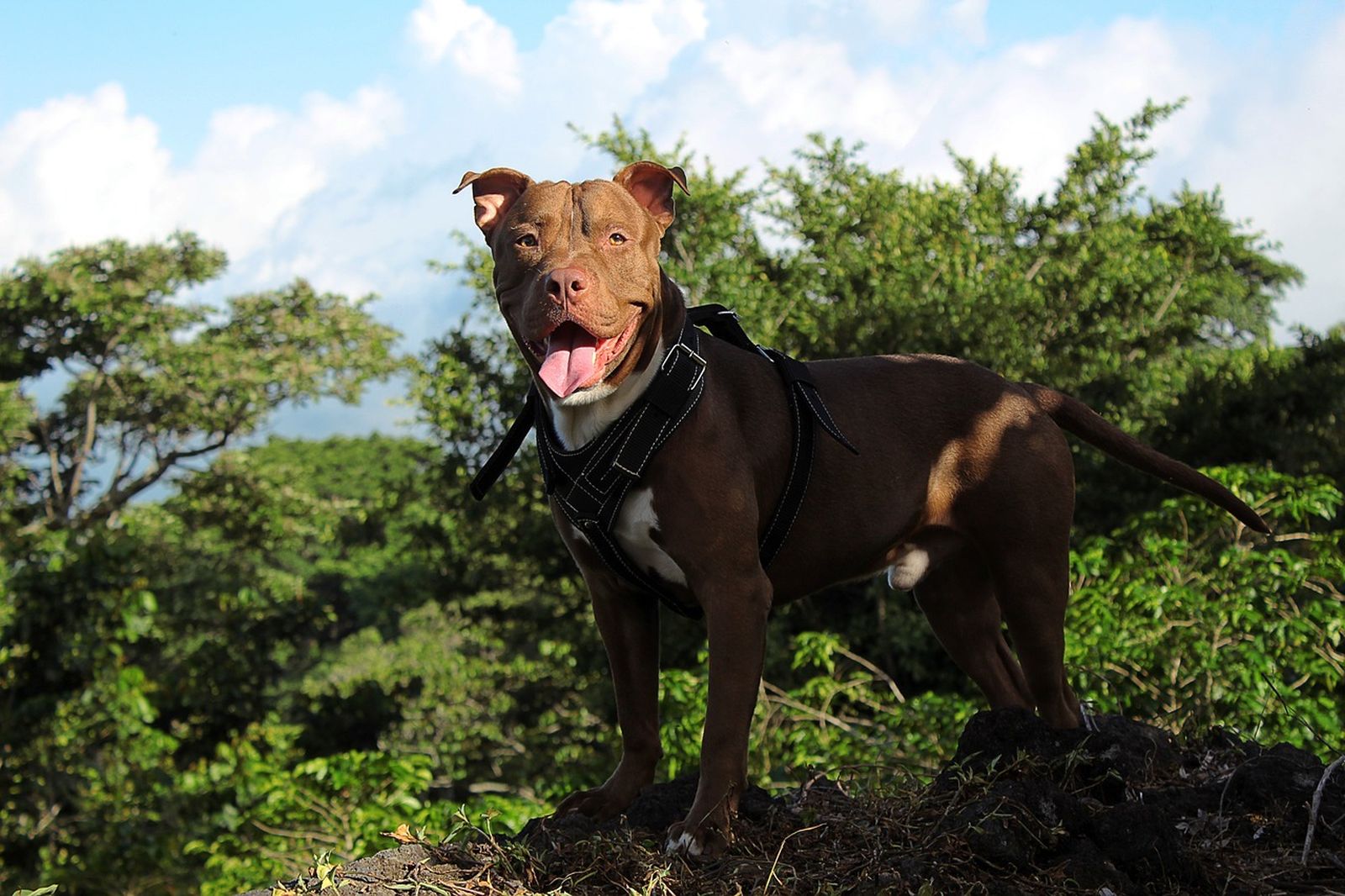 Ein dunkelbraun-weißer American Pit Bull Terrier mit Leder-Hundegeschirr steht mit offenem Maul und heraushaengender Zunge auf einem Hügel vor Bäumen und schaut zum Betrachter