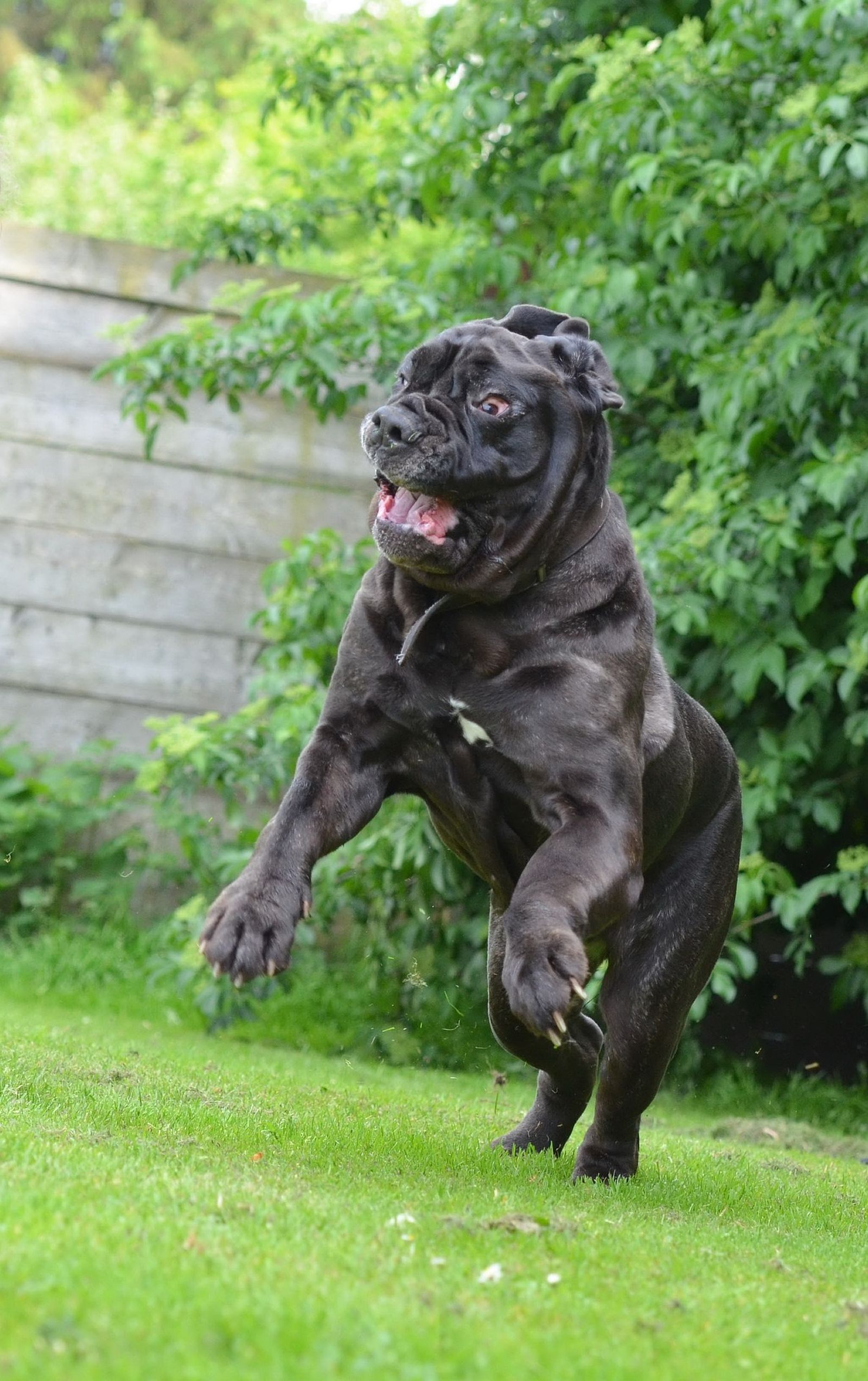 Ein schwarzer schwerer Mastino Napoletano Hund springt auf einer Wiese im Garten und zieht dabei ein verzerrtes Gesicht