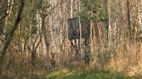 Zwei Rehe und ein Hochsitz im Wald dahinter.jpg