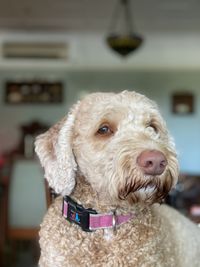 Beige brauner Labradoodle mit Halsband.jpg