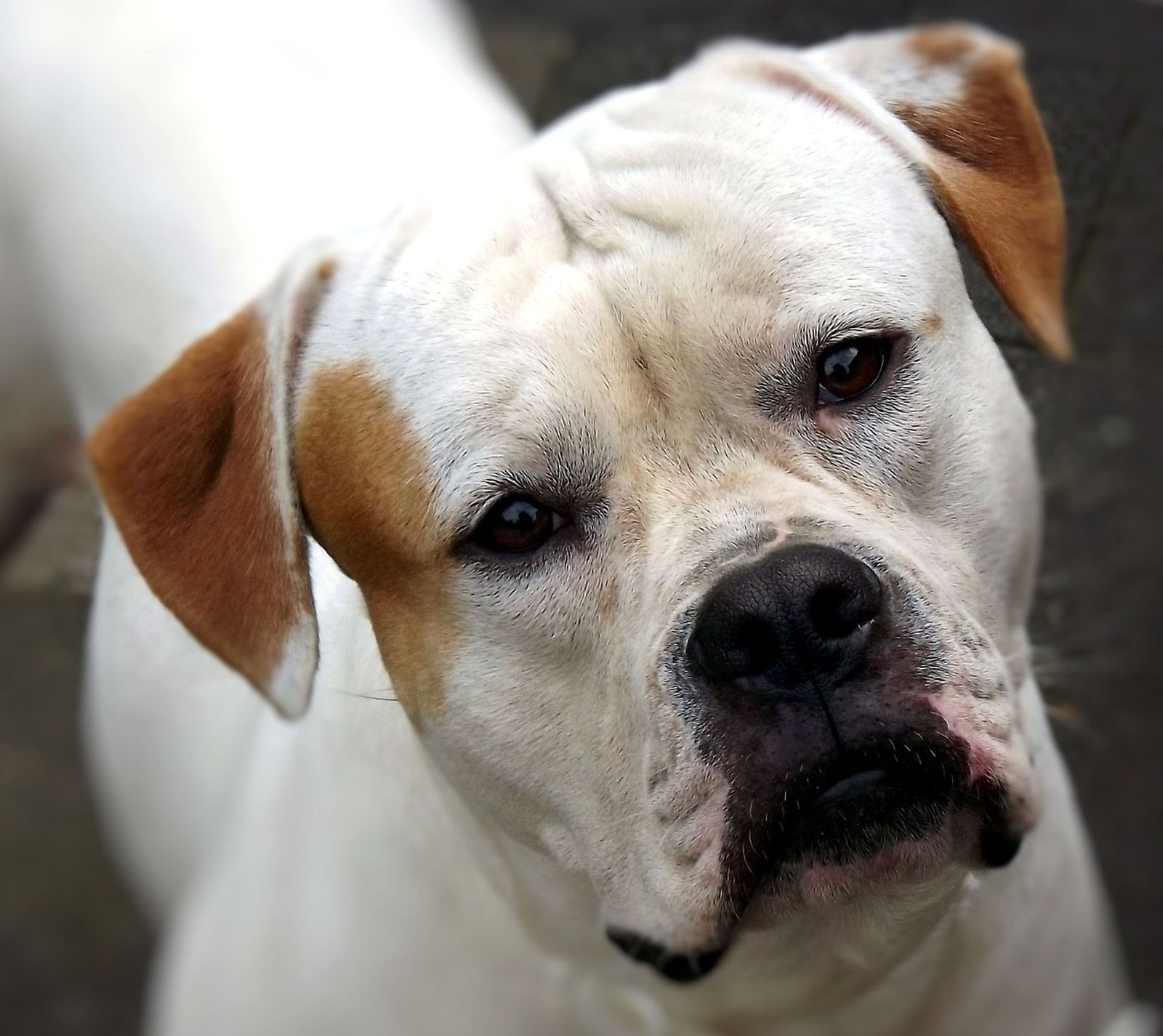 Ein braun-weißer American Bulldog in Nahaufnahme schaut den Betrachter konzentriert an