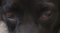 Schwarzer Hund mit Augen und Bindehautentzuendung in Nahaufnahme.jpg