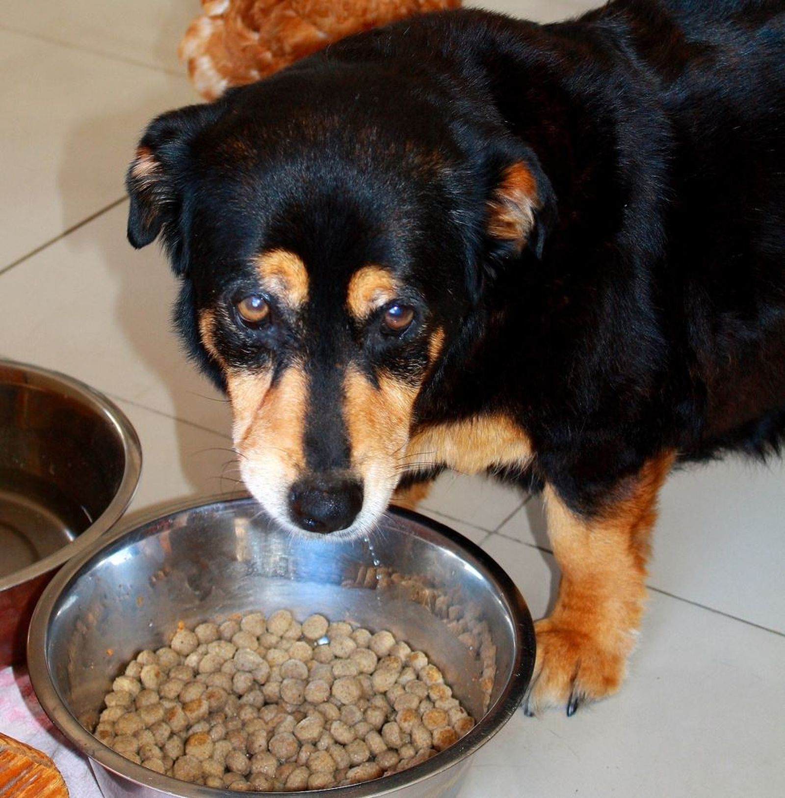 Ein alter schwarz-brauner Hund frisst an seinem Hundenapf Trockenfutter und schaut zum Betrachter auf