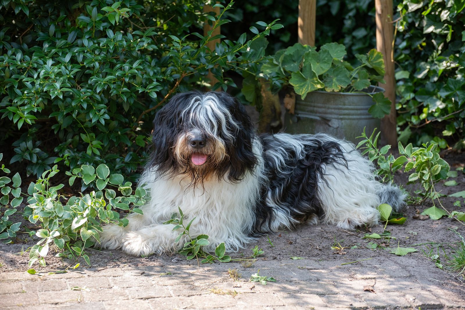 Ein schwarz-weißer Hund mit zotteligem Fell und Haaren über den Augen liegt entspannt auf einem Steinboden im Garten vor grünen Hecken und schaut in Richtung Betrachter