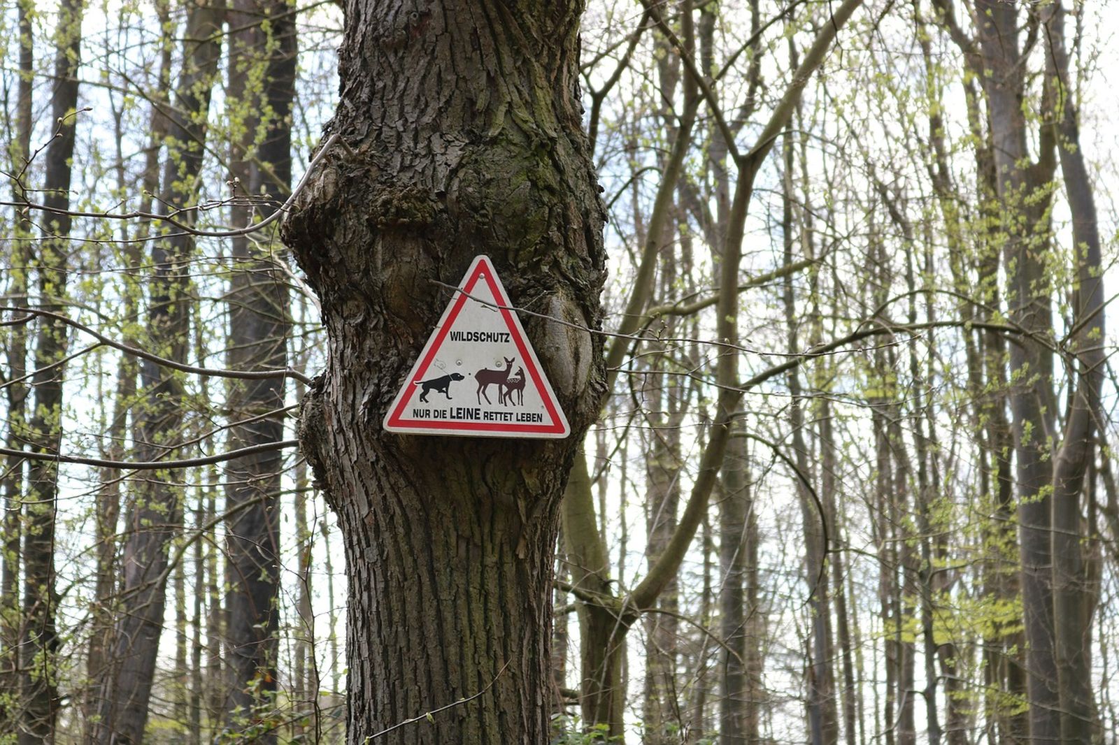 Dreieckigs Gebotsschild an Baum im Wald: "Wildschutz - nur die Leine rettet Leben"