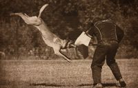 Ein Schaeferhund beisst beim Schutzhundetraining in den Arm des Ausbilders Retro.jpg