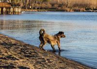 Ein schwarzer Hund steht aufgeregt am Wasser und beobachtet etwas.jpg