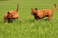 Zwei Bordeaux Doggen spielen im gruenen Gras.jpg