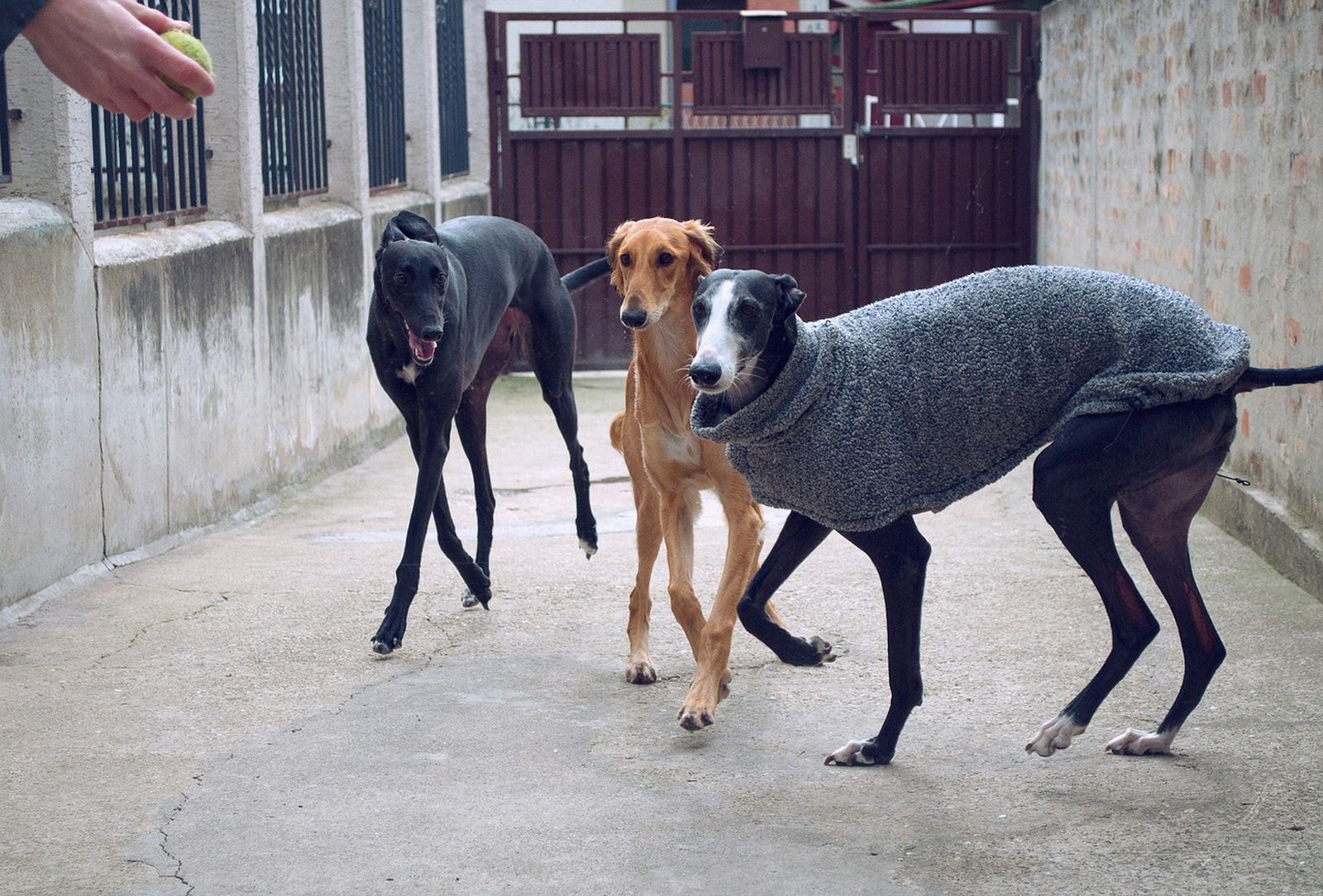 Drei Windhunde in einem Hof vor einem Stahltor sind auf einen Tennisball fixiert den eine Menschenhand ihnen entgegenhält