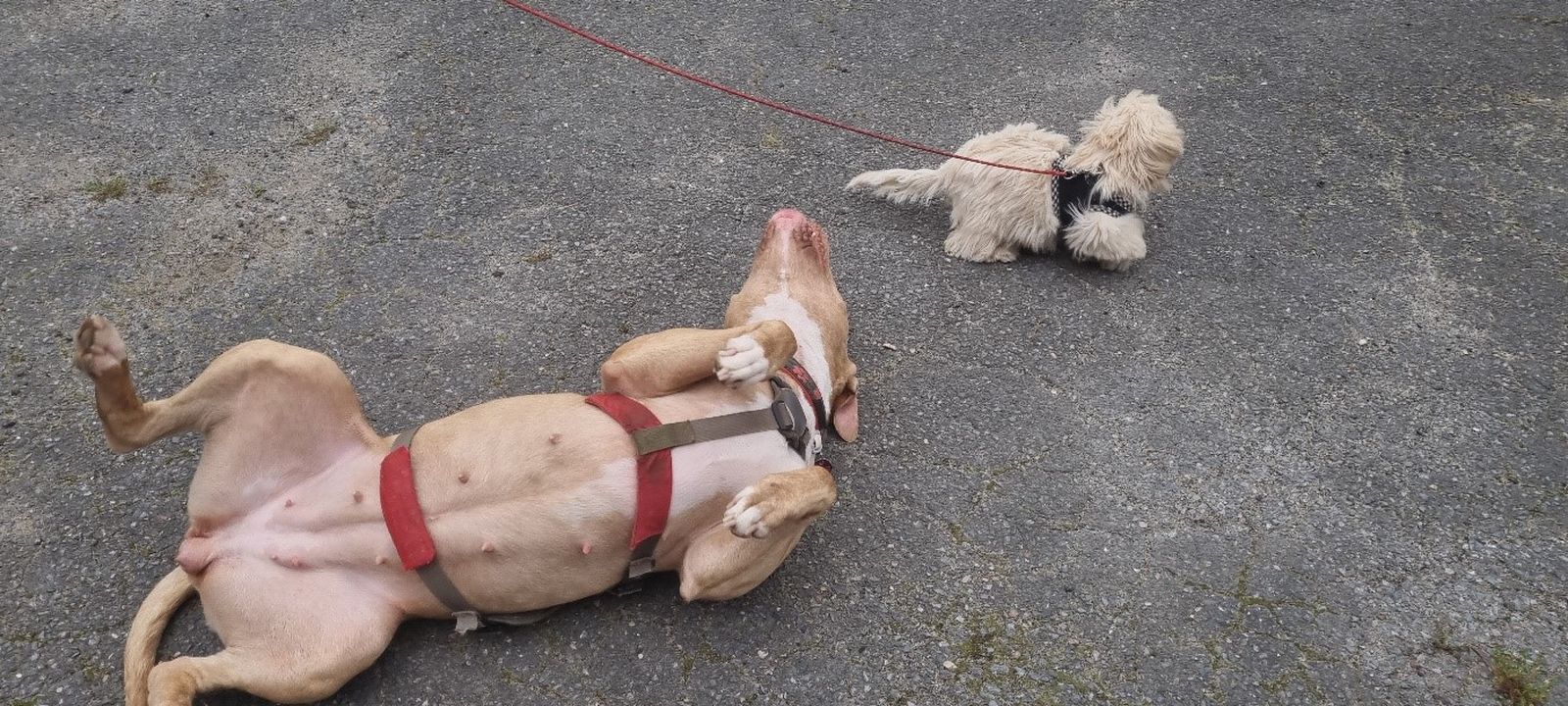 Ein hellbraun-beiger American Staffordshire Terrier mit rotem Hundegeschirr wälzt sich auf dem Asphaltboden und neben ihm ist ein kleiner weißer Hund an der Leine
