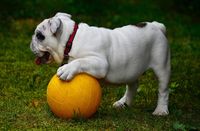 Englische Bulldogge im seitlichen Profil mit einem gelben Ball.jpg