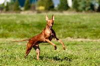 Ein rotbrauner windhundartiger Hund der Rasse Cirneco Dell´Etna springt auf der Wiese und schaut in Richtung Betrachter.jpg