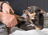 Ein kleiner schwarz-brauner Hund reißt das Maul und die Augen weit auf und wehrt eine Menschenhand mit seiner Pfote ab.jpg