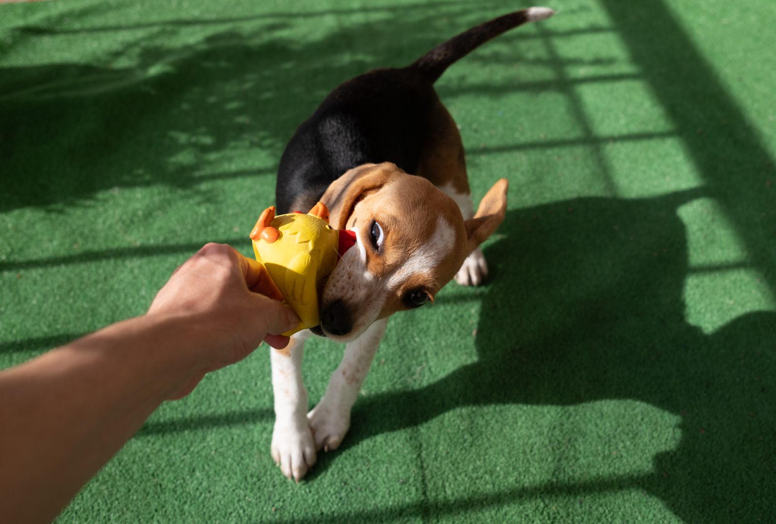 Ein Mensch versucht einem Beagle einen gelben Gummivogel aus dem Maul zu entreißen.